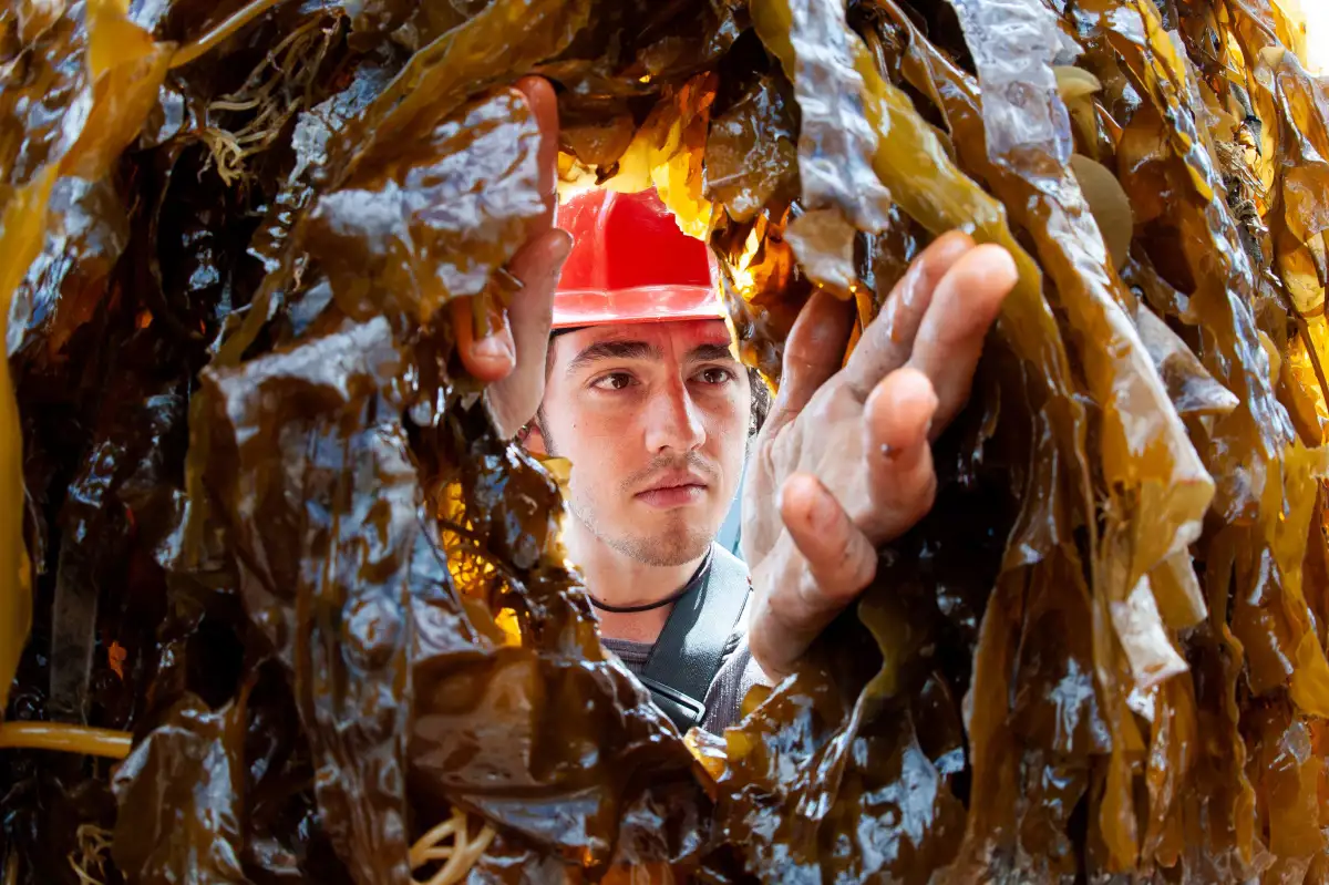 SAMS seaweed worker